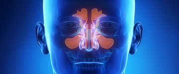 COURS D'IMAGERIE DES SINUS DE LA FACE & DE LA BASE DU CRANE 2026